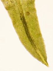 Hydrogonium croceum
