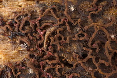 Willkommlangea reticulata