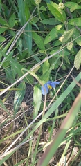 Commelina erecta