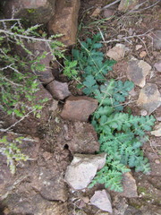 Lichtensteinia obscura
