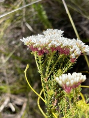 Agathosma bifida