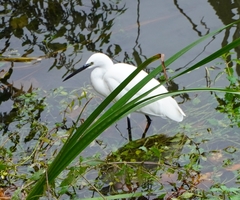 Egretta garzetta