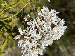 Agathosma bifida