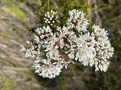 Agathosma bifida