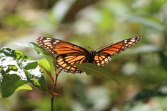 Limenitis archippus watsoni