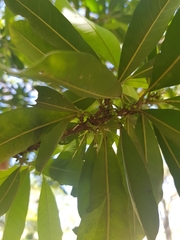 Chrysophyllum gonocarpum