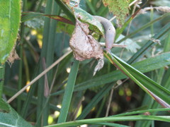 Krynickillus melanocephalus