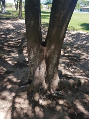 Chrysophyllum gonocarpum