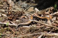 Chalcides coeruleopunctatus