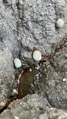 Nerita scabricosta