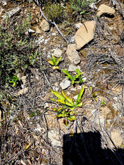 Chlorophytum crispum