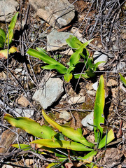 Chlorophytum crispum