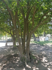 Chrysophyllum gonocarpum