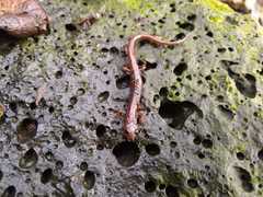 Chiropterotriton orculus