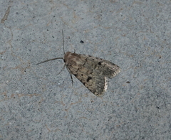 Caradrina syriaca