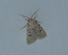 Caradrina syriaca