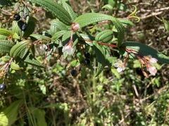 Miconia crotonifolia