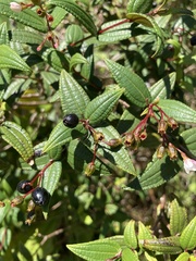 Miconia crotonifolia
