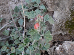 Sphaeralcea cordobensis
