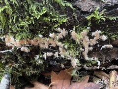 Hydnocristella himantia