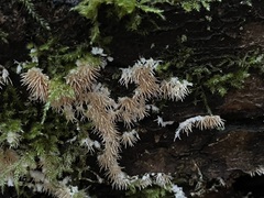 Hydnocristella himantia