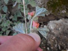Sphaeralcea cordobensis