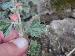 Sphaeralcea cordobensis