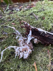 Hydnocristella himantia