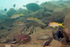 Lethrinus harak