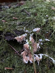 Hydnocristella himantia