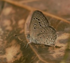 Zizeeria karsandra