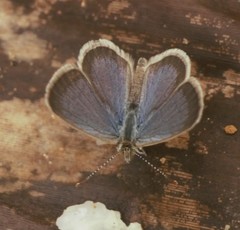 Zizeeria karsandra