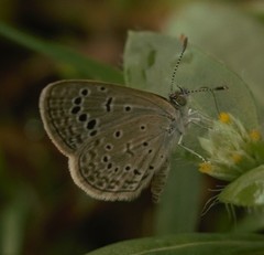 Zizeeria karsandra