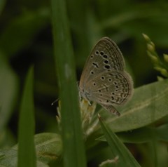 Zizeeria karsandra