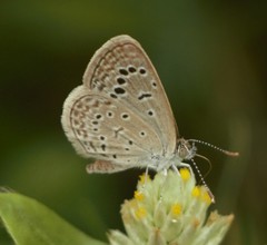 Zizeeria karsandra