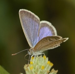 Zizeeria karsandra