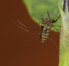 Armigeres subalbatus