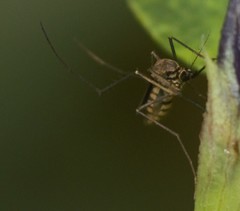 Armigeres subalbatus