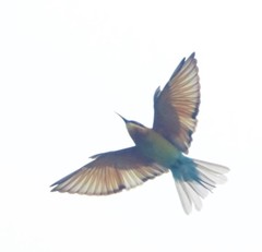 Merops philippinus