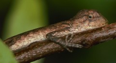 Calotes versicolor