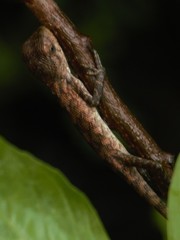 Calotes versicolor