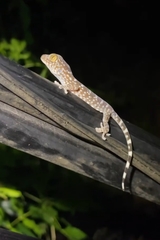 Gekko gecko