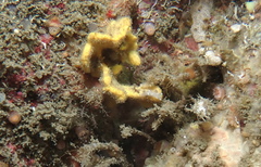 Trapania lineata