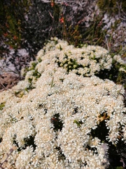 Campulipus limbatus