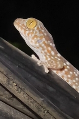 Gekko gecko