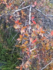 Berberis hispanica