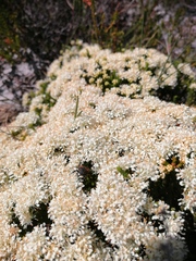 Campulipus limbatus