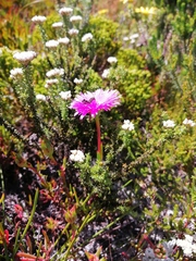 Lampranthus tenuifolius