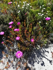 Lampranthus tenuifolius