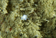 Colpodaspis pusilla